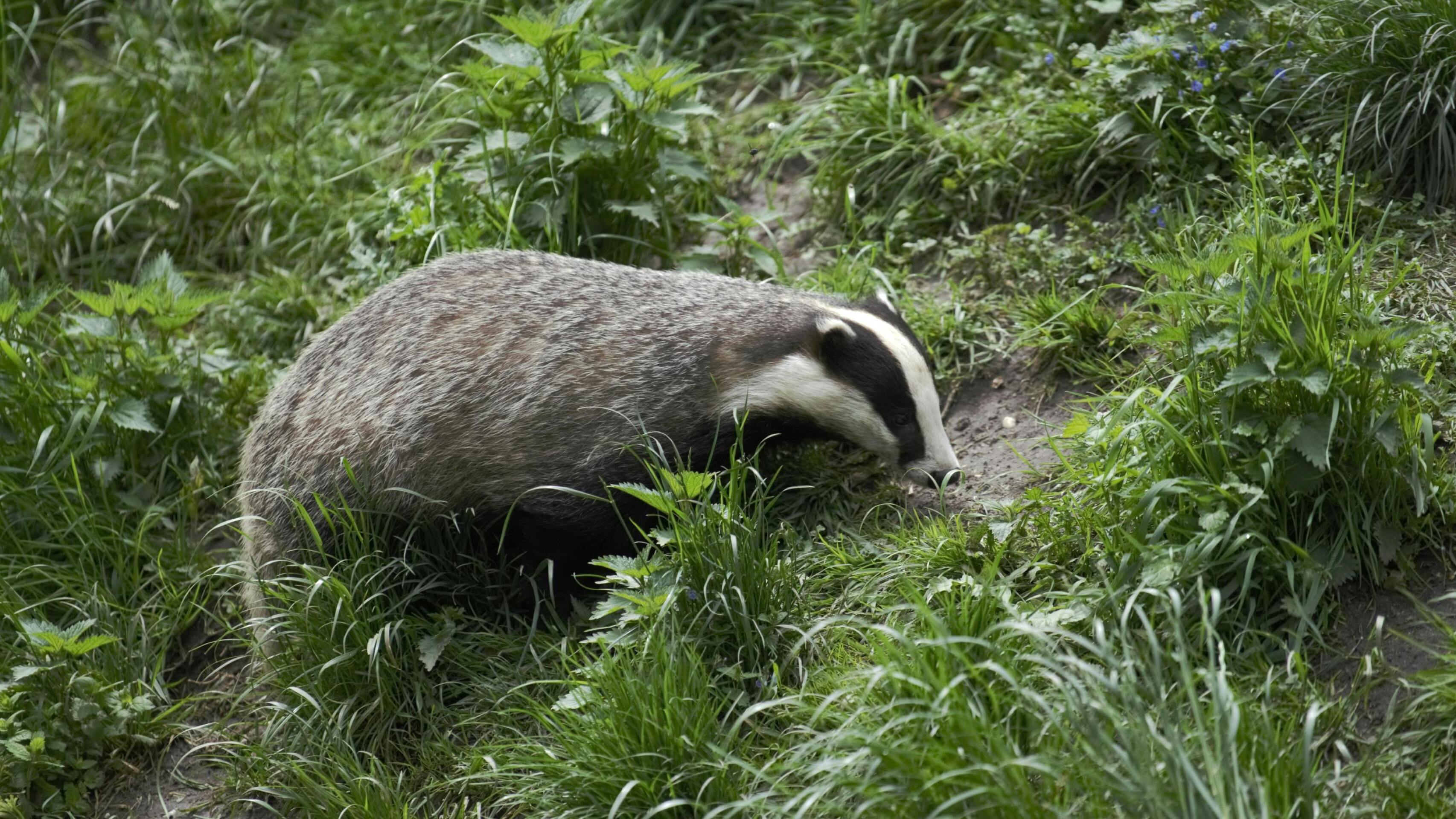 Badger